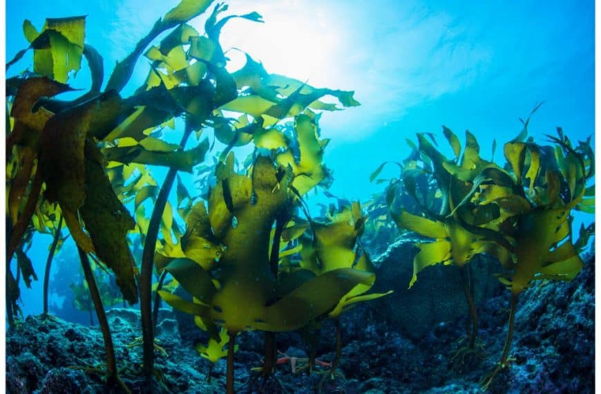Descubre los beneficios de la alga marina para tu salud y belleza