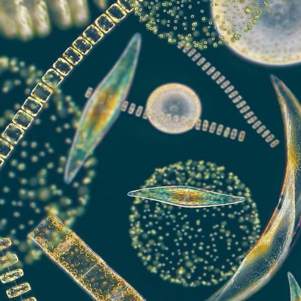 Algas microscópicas: descubre todo sobre estas pequeñas maravillas marinas
