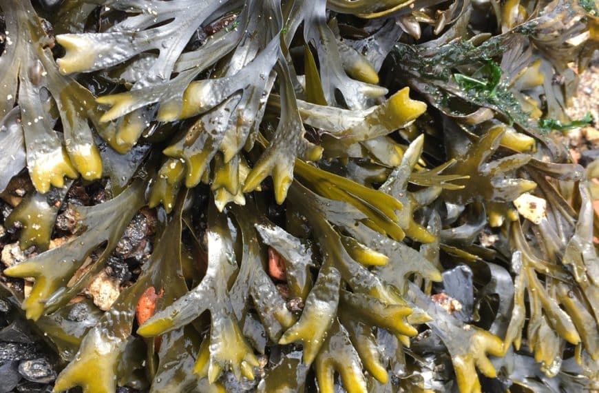 Descubre los beneficios de las algas pardas para la salud y el medio ambiente