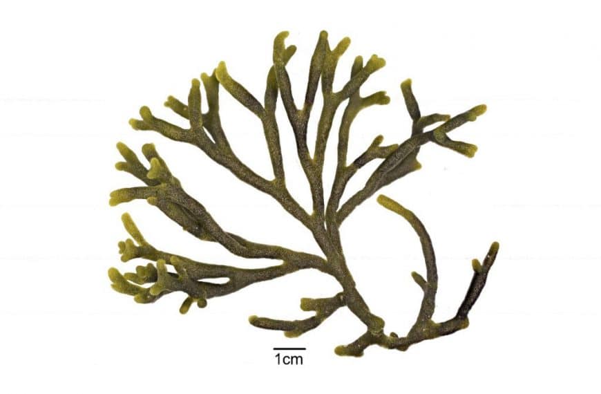 Codium: todo lo que necesitas saber sobre este alga marina