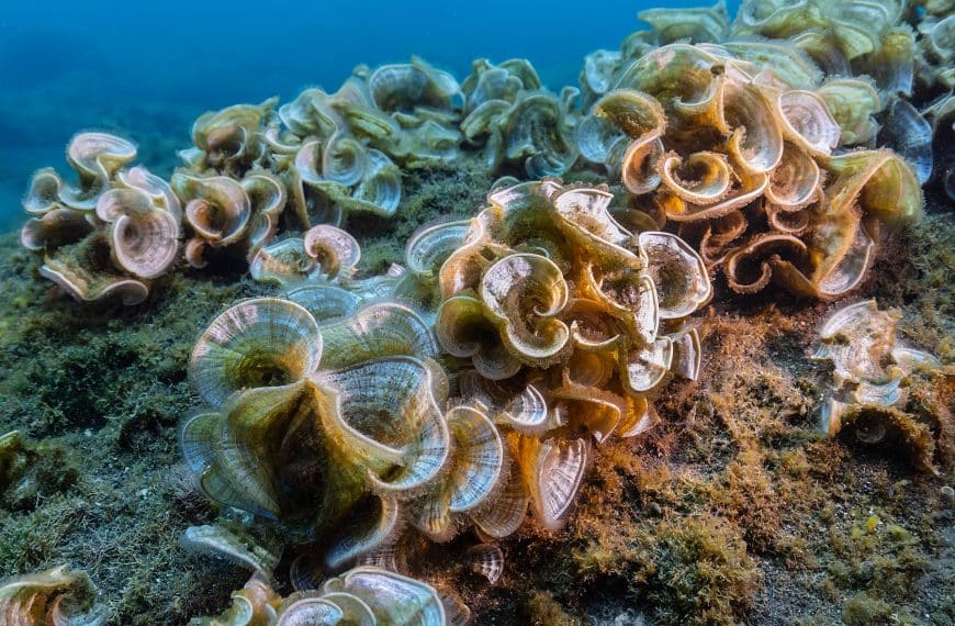 Padina Pavonica: La alga marina con propiedades beneficiosas para la piel y el cabello