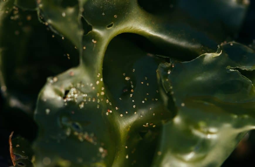 Descubre los principales tipos de algas: guía completa
